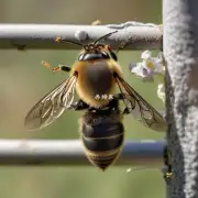 如何避免蜜蜂在电线杆上停留太久?