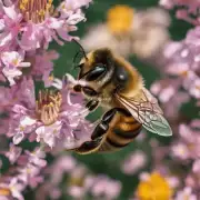 如果您的蜜蜂被害虫袭击应该采取什么措施来保护蜜蜂?