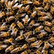 蜜蜂主要还是非主要靠食源来获得营养?
