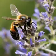 野生蜜蜂种类视频应该如何进行后期制作?