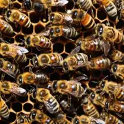 蜜蜂对空气湿度和温度有何要求?