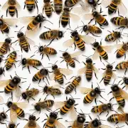 怎样可以拍摄到野生蜜蜂的高清视频?