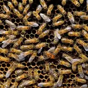 是的蜂巢内的环境会对产卵过程产生影响并吸引一些昆虫来访例如蚜虫粉虱等会进入蜂巢内吸食蜂蜜和蜜浆而蚂蚁则可能会对幼虫造成侵害或侵占巢内空间因此工蜂需要及时清理巢框内外的垃圾和异物以保持环境干净卫生问蜜蜂在产卵过程中是否会受到病毒感染的影响?