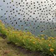 蜜蜂更喜欢住在哪里山上还是平地上?