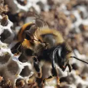 被蜜蜂蛰了多长时间后才出现症状?
