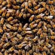 蜜糖蜜蜂和无蜜糖蜜蜂的区别蜜蜂为什么会在蜂巢中储存食物而不是直接食用?