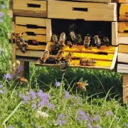 养蜂是否需要特殊的养殖方式或技术手段?