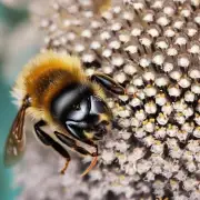 What is the scientific name for the bee with large eyes called the eyes of a god?