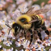 在户外活动时我应该如何防止被蜜蜂叮咬?