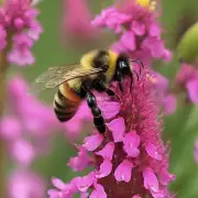 What is the scientific name for the bee that has a pink body and red wings?