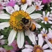 蜜蜂和花儿之间的关系是怎样的?