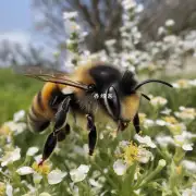 蜜蜂多久可以繁殖成功?
