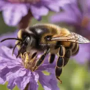 蜜蜂在什么时候开始繁殖?
