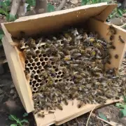 蜜蜂箱下可以养以下这些动物蜜蜂蚕蝴蝶鸟类如麻雀鸽子爬行动物如蜥蜴和蛇看到问题10的补充说明了吗?