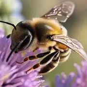 问身世拦住的蜜蜂有没有特殊的经历或者身份背景如果是的话那这个特殊经历或者身份背景是什么呢?