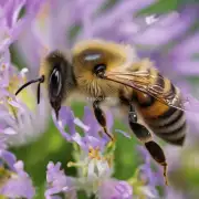 如果您的蜜蜂在采摘过程中受伤了应该如何处理?