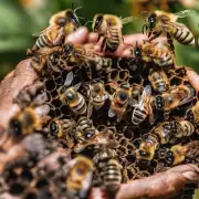 为什么我们发现蜜蜂在花园里筑巢时它们并不会对环境产生负面的影响或破坏?