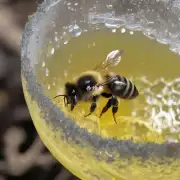 为什么在冬季时蜜蜂更难感到口渴并过度饮水?