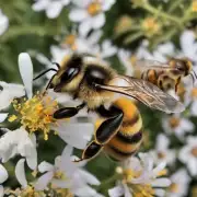 当然了有更多关于农民养蜜蜂的具体细节吗?