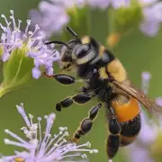 中国古代本土蜜蜂的饲养和管理方法是怎样的?