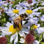 为什么蜜蜂喜欢在花朵上停留而不是飞离呢?