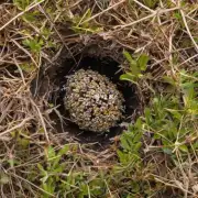 在低矮的植被覆盖范围内蜜蜂巢是否更多地选择靠近地面布置?