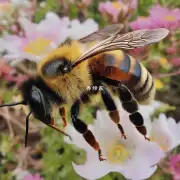 如果被蜂子咬到的话会痛吗?