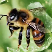 蜜蜂老蜂巢是否可以促进细胞再生和修复?