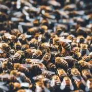 蜜蜂如何避免寒冷天气对蜂群的影响?