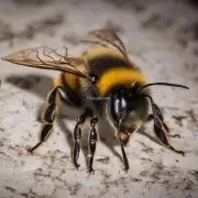 那么如果我的蜜蜂蜇伤很严重怎么办呢?