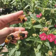 蜜蜂采蜜对植物有哪些正面作用呢?