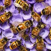 蜜蜂为什么要制作蜂蜜?