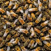 蜜蜂在什么时候寻找伴侣以繁殖下一代?