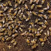 在何种情况下蜜蜂会对五倍子有需求?