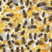 蜜蜂为什么会在特定时间和地点选择不同的食物来源吗?