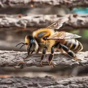 如果说蜜蜂是大自然中最勤劳而智慧的生物之一那么它们又是否也是世界上最厨师?