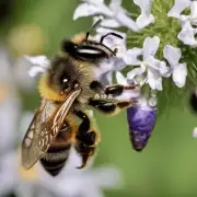 在每个季节中找到野生蜜蜂的最佳时间是什么时候?