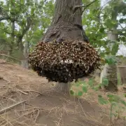 有些蜜蜂似乎更喜欢在树木的基部或靠近地面筑巢为什么这样做可以更有效地为他们的后代提供庇护所?