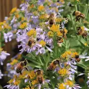 夏季是蜜蜂产蜜最旺盛的时候此时可以提供大量的鲜花供蜜蜂采食采集这有利于提高蜂群产量和质量因此在夏季饲养时应注重饲料的全面均衡性以及高蛋白含量等特点进行调整搭配使用以满足蜜蜂对营养物质的需求增长同时保证蜜蜂能够正常活动和健康成长发展所需的能量供应 四夏天天气炎热干燥问题4蜜蜂度夏要喂什么?
