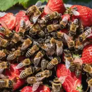 草莓棚里的蜜蜂能否帮助种植者提高农作物的产量?