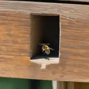 如果蜜蜂在过箱后一直飞回到原位置为什么它仍然无法找到入口呢?