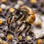 你认为什么因素会导致蜜蜂生产变质的蜂蜜呢?