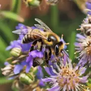 众所周知蜜蜂是昆虫界最为神奇的物种之一它们不仅能够完成蜂房和蜜蜂的心选工作任务还能通过相互合作的方式来维持整个蜂群的生命活动因此我们想知道蜜蜂如何心选团?