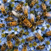 在山区如何正确饲养蜜蜂以获得最佳结果?