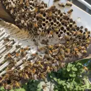 这种情况下蜜蜂会不会饿死呢?