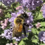 养蜜蜂应选在什么地方?