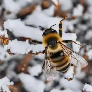 如果蜜蜂冬天会飞行那它们为什么飞得这么慢?