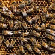 刚出生的蜜蜂对食物中所含有的各种营养素有哪些特定的需求?