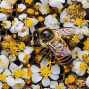 为什么蜜蜂在蜂巢中采集花粉和花朵汁液?