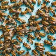 蜜蜂在不同季节如何进行不同的喂养策略以确保持续生长?